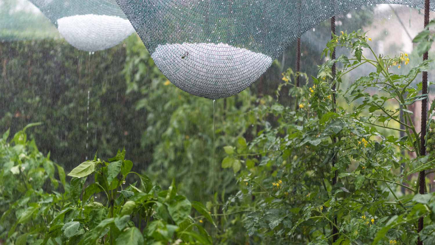 Hail over a netted vegetable garden