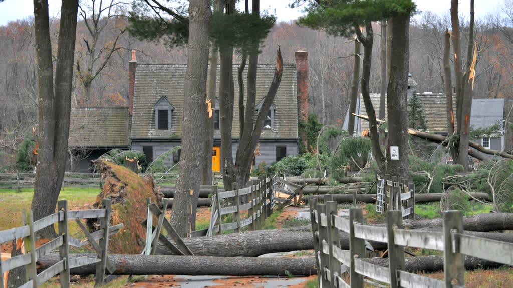 fallen trees