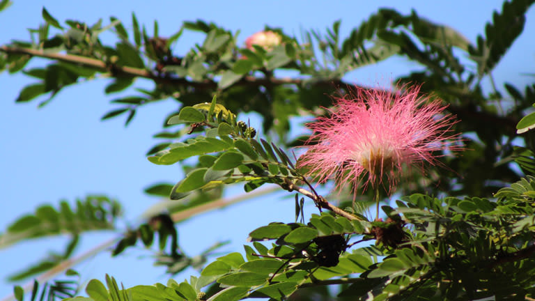 None A mimosa tree with its pink foliage