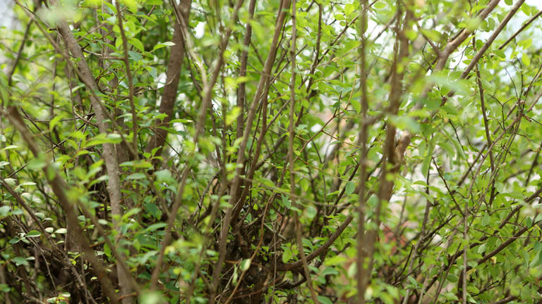 None Siberian Elm’s invasive nature