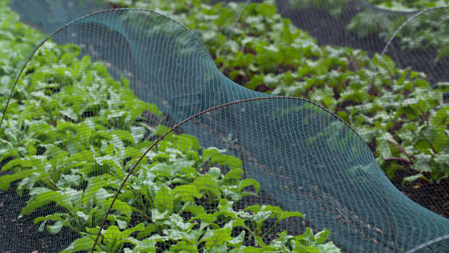 Vegetable farm under the plastic net protection