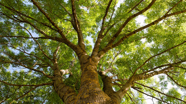 None Photograph of an ash tree from below