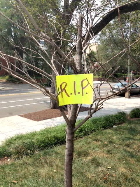 Dead tree waiting for removal in D.C.