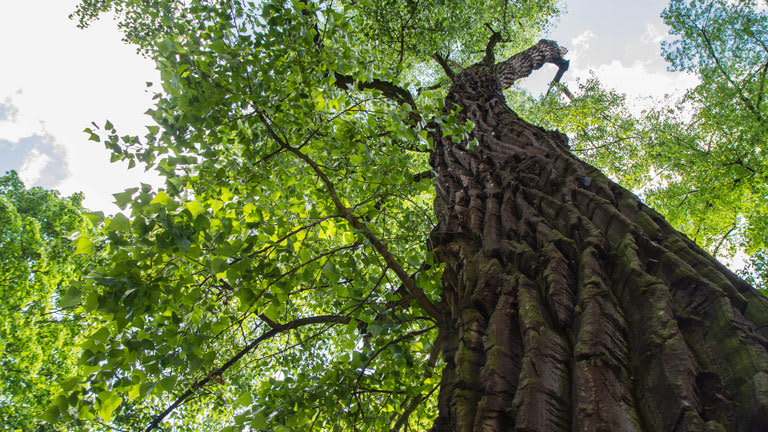 None Photograph of an Eastern Cottonwood tree from below
