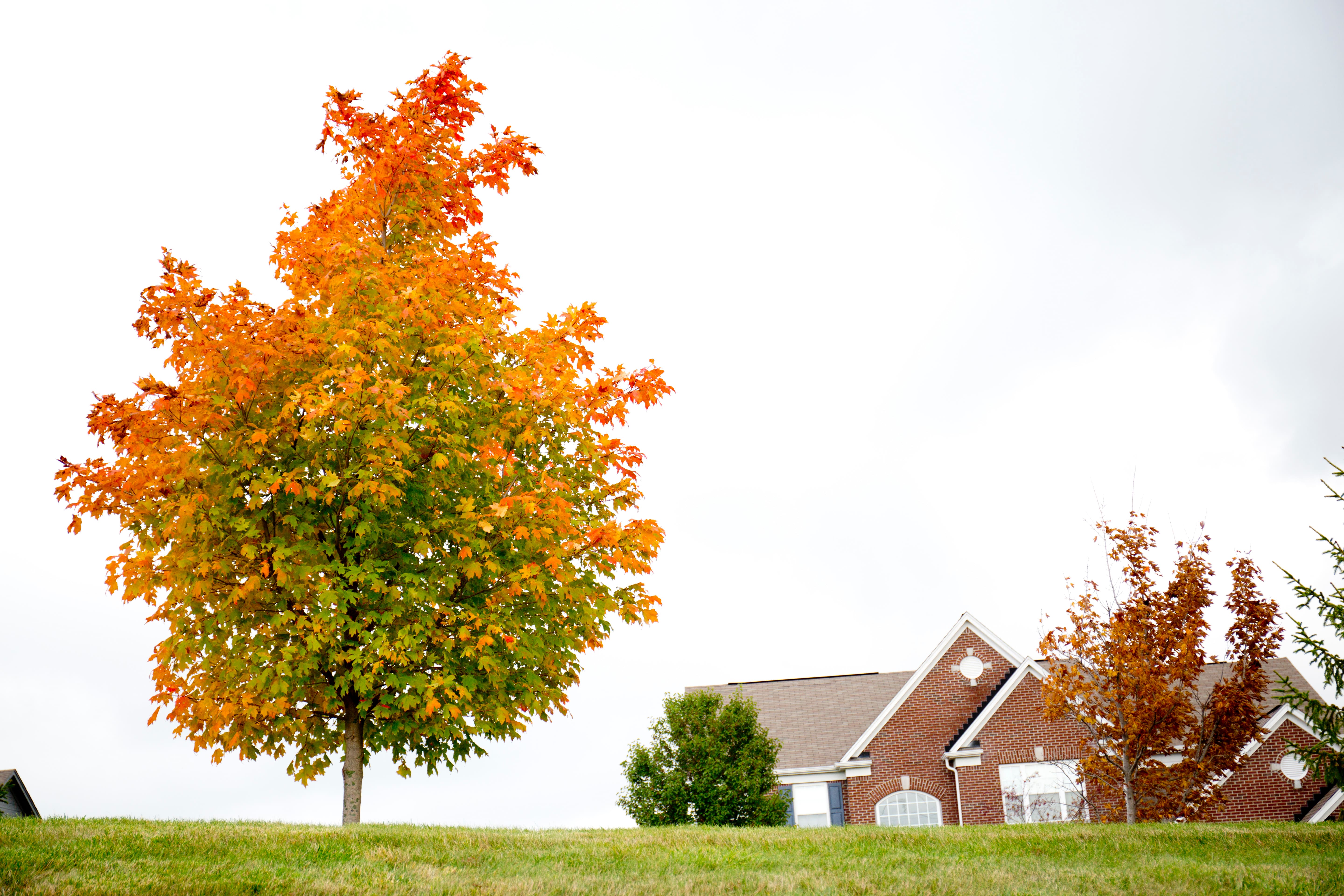 red and orange fall leaves on tree