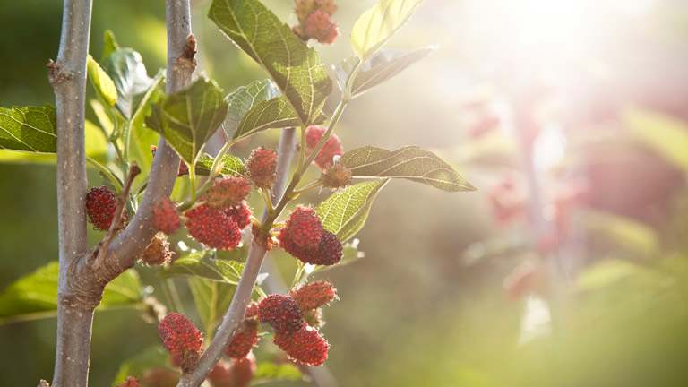 None Close up of mulberry’s tree fruits