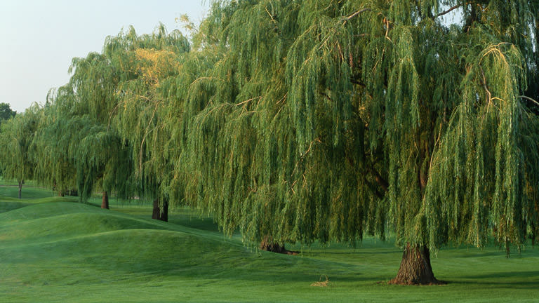 None Array of weeping willow trees along a golf course