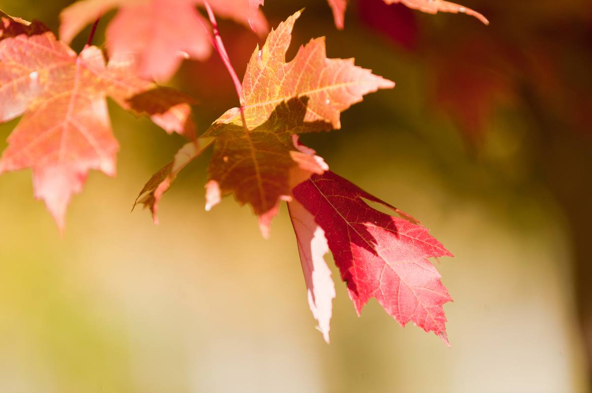 None red leaves in fall