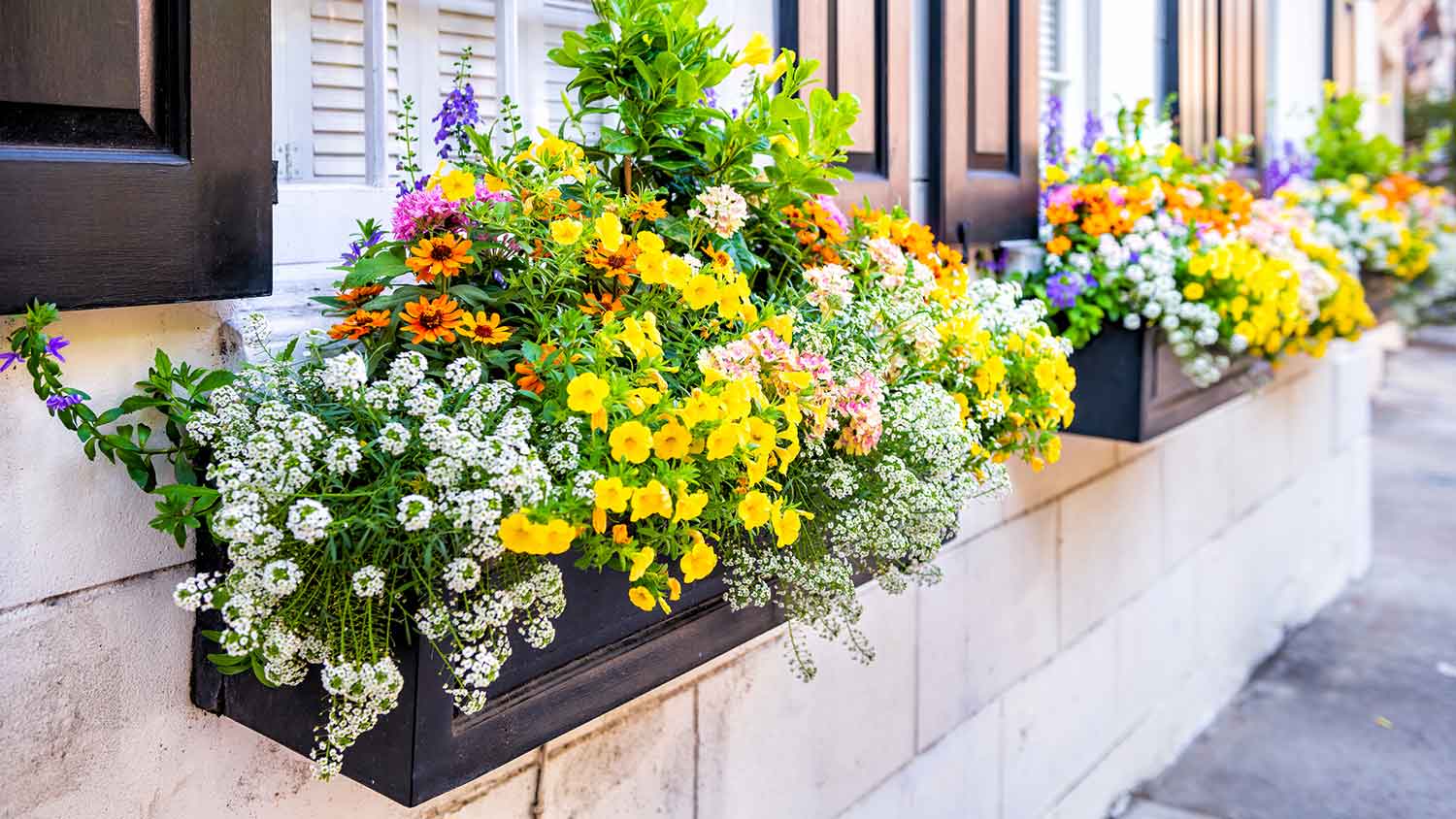 Closeup of a house with window flower boxes