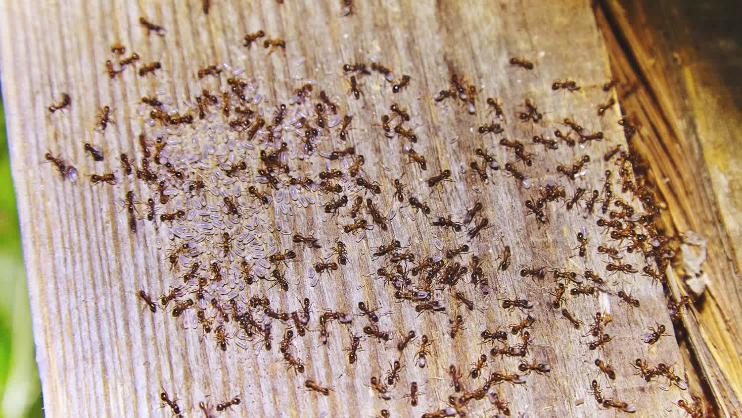 Carpenter ants on a piece of wood