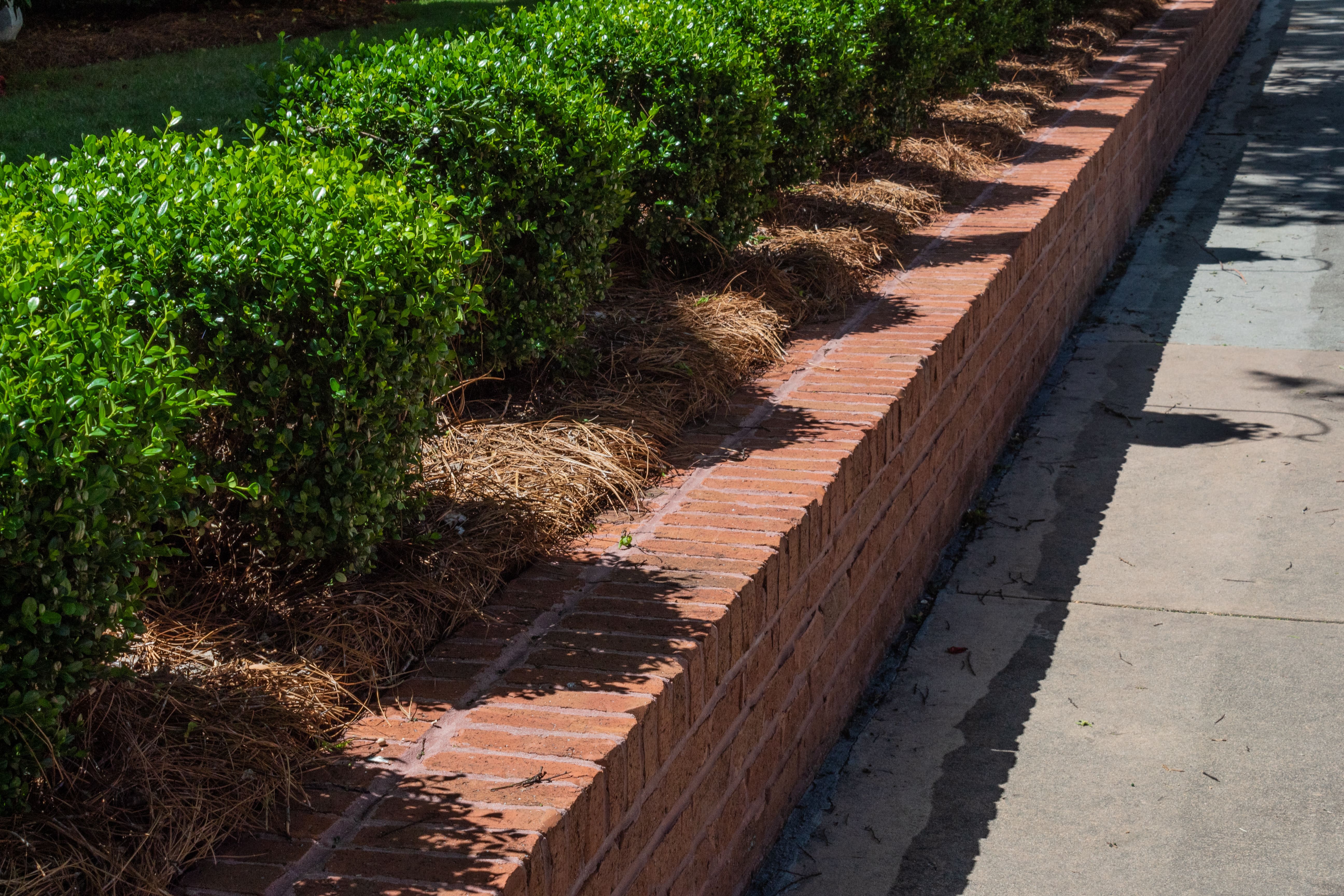 A brick retaining wall lined with shrubs on top of it