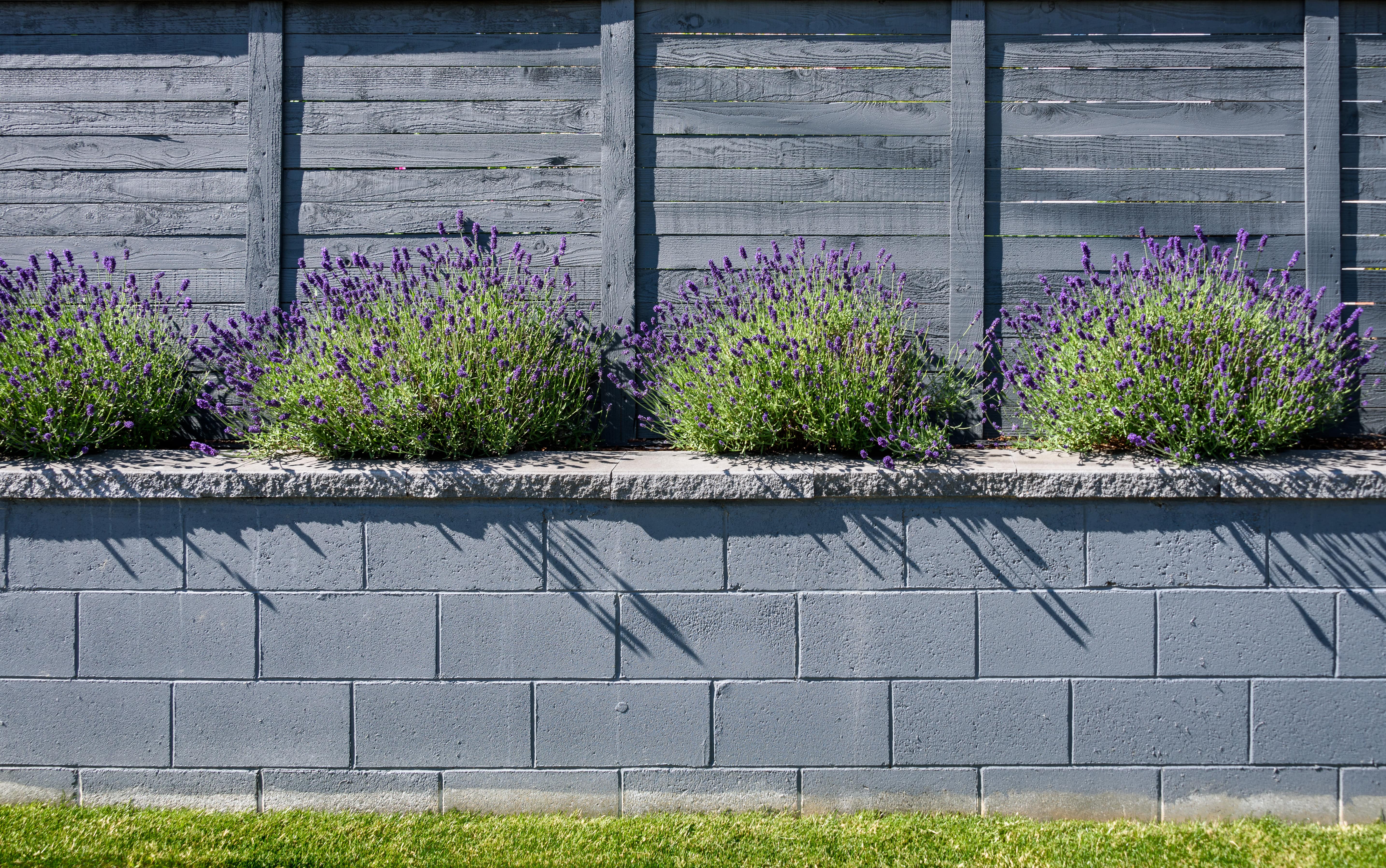 A concrete retaining wall in front of lavender plants