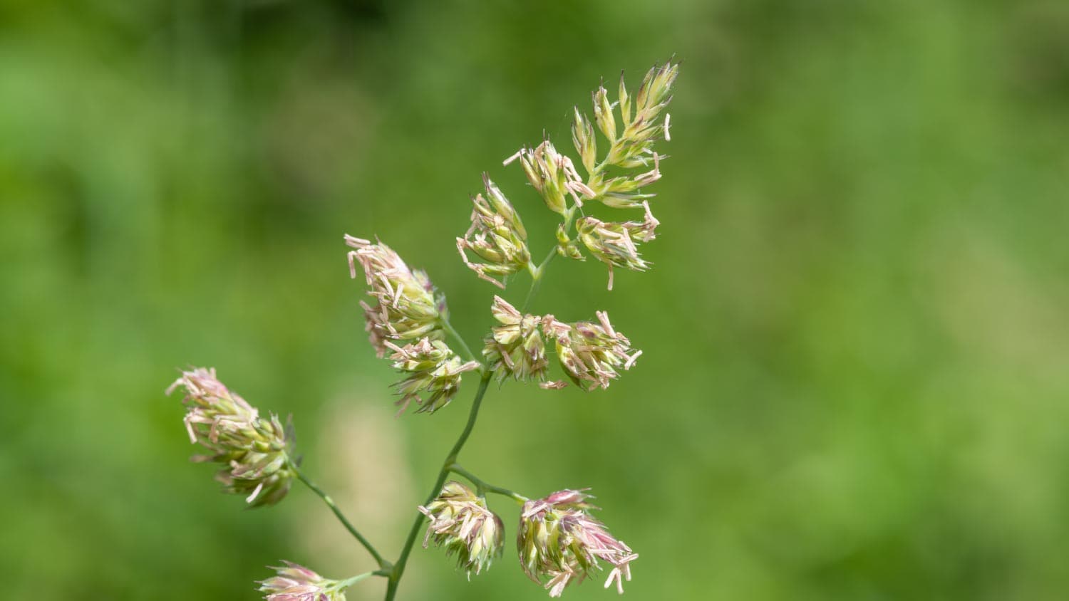 None A close up of seeds