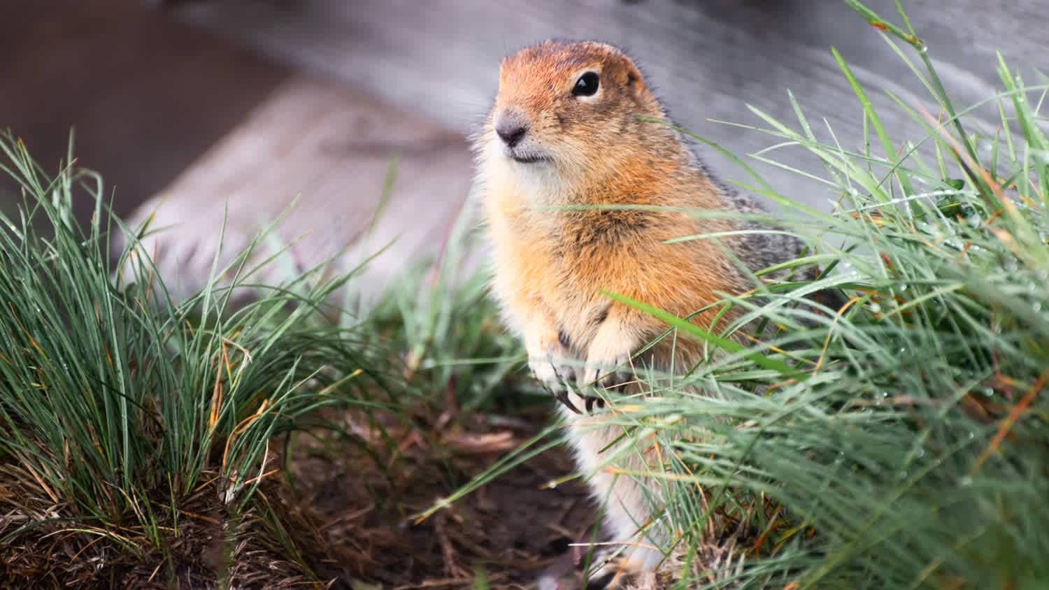 None A gopher near a house