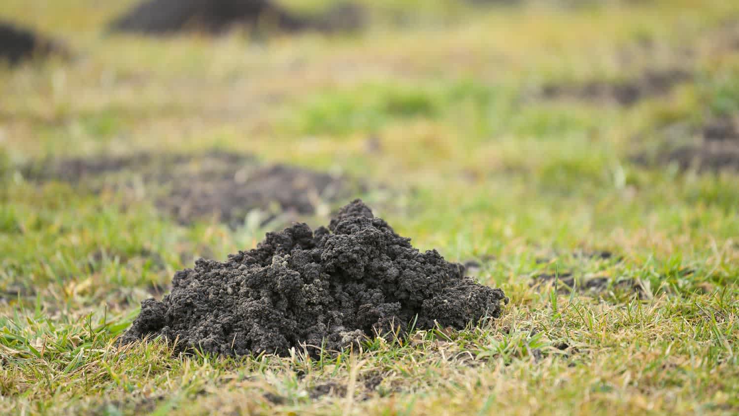 None A mound of dirt in a garden caused by gophers