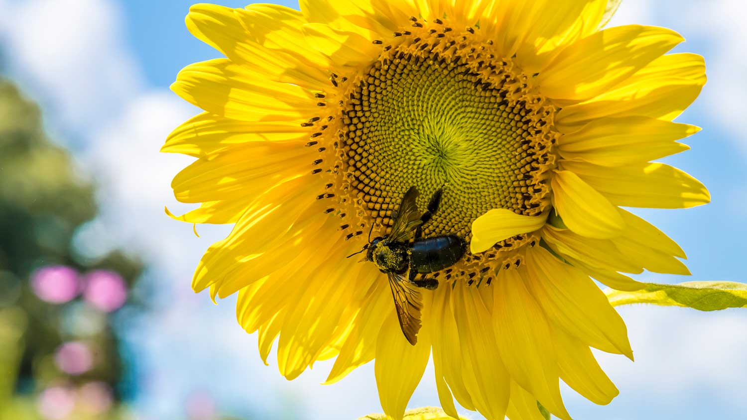 None Sunflower