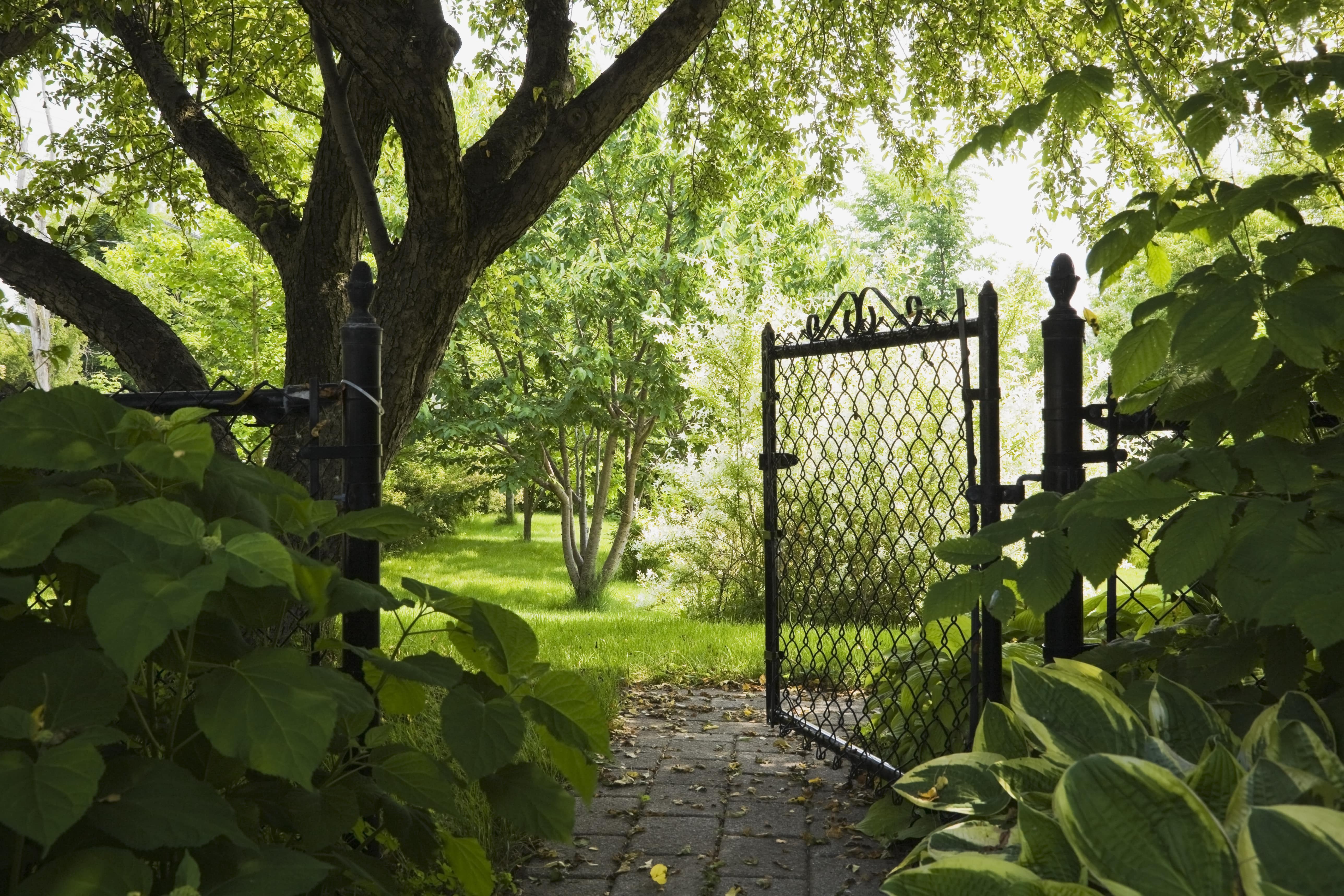 A yard full of greenery with a black chain link fence and open gate