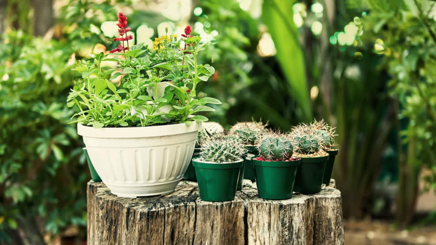 None mini cactus in pots