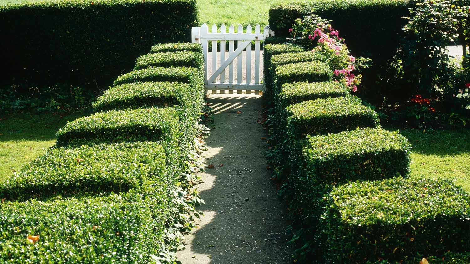 Clipped boxwoods in a cottage garden