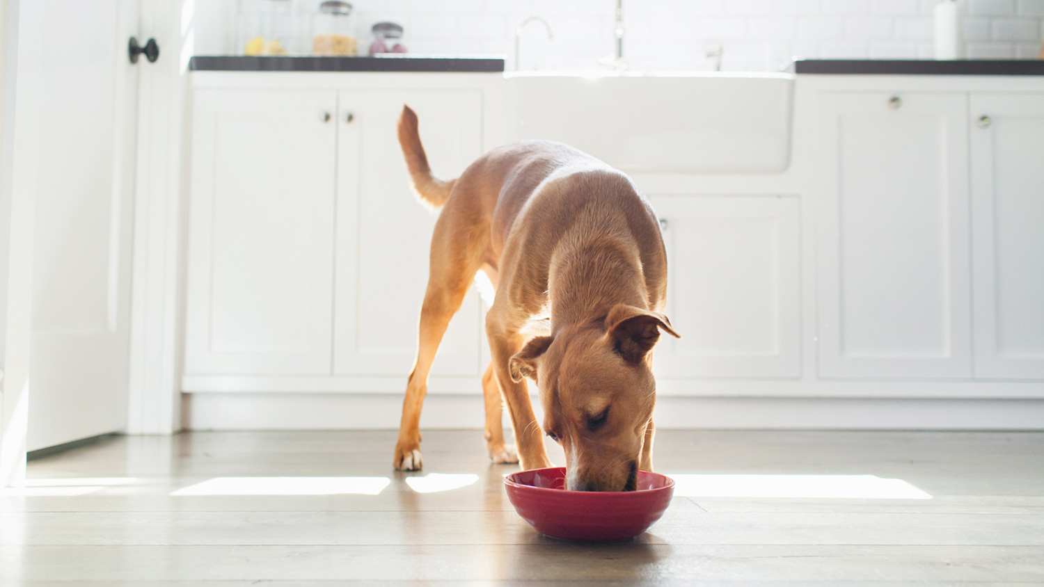 Dog eats from food bowl in kitchen