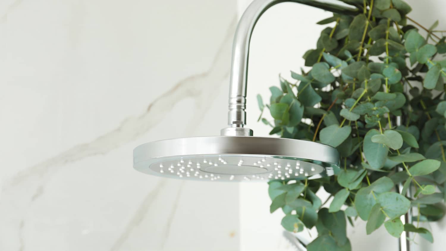 Close-up of eucalyptus branches near the shower head