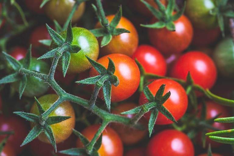 Cherry Tomatoes