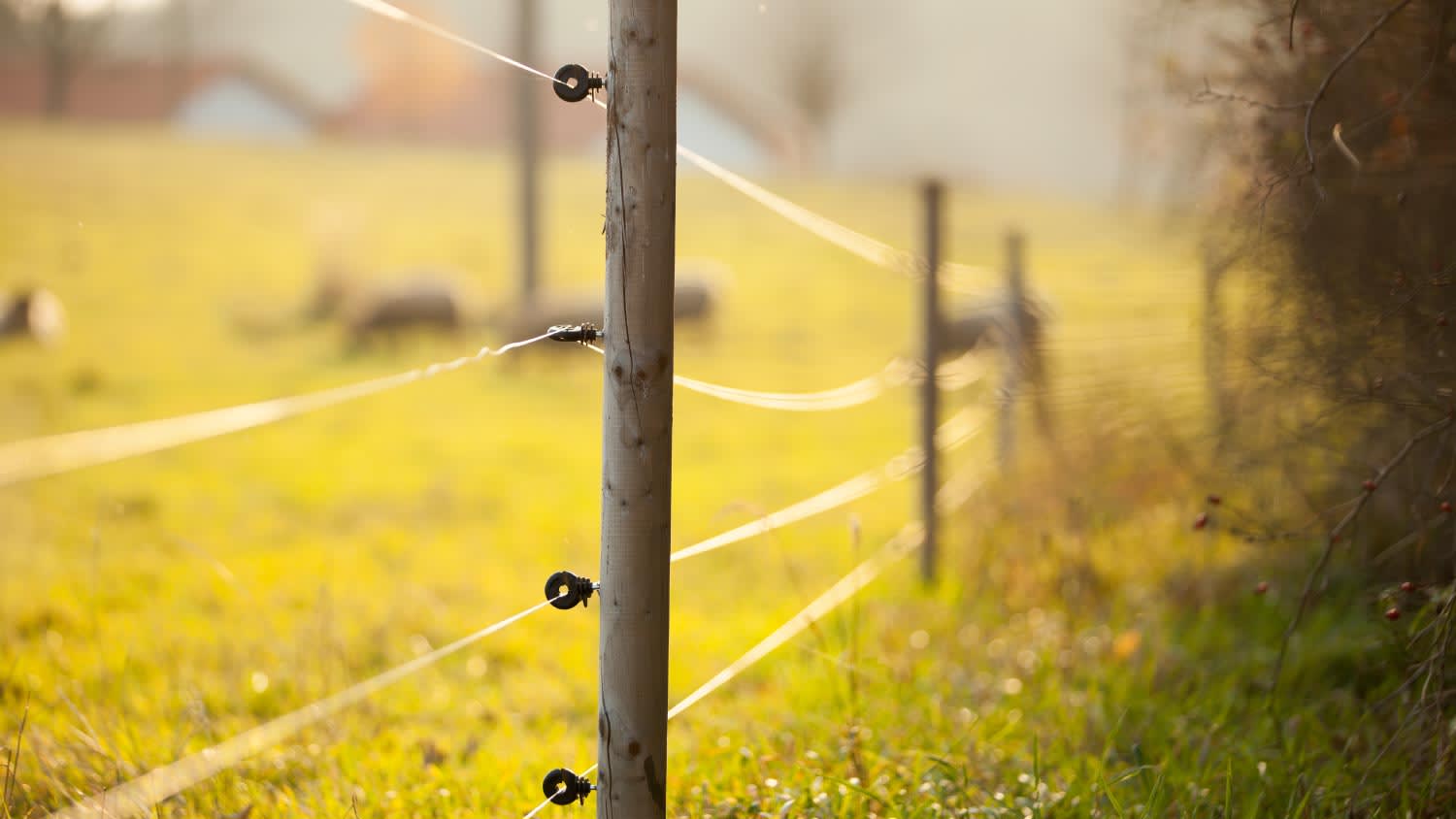 Electric fencing around a pasture with farm animals