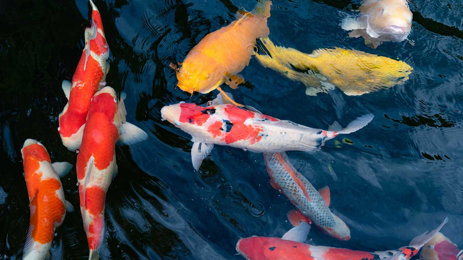 Closeup of koi fish in a pond