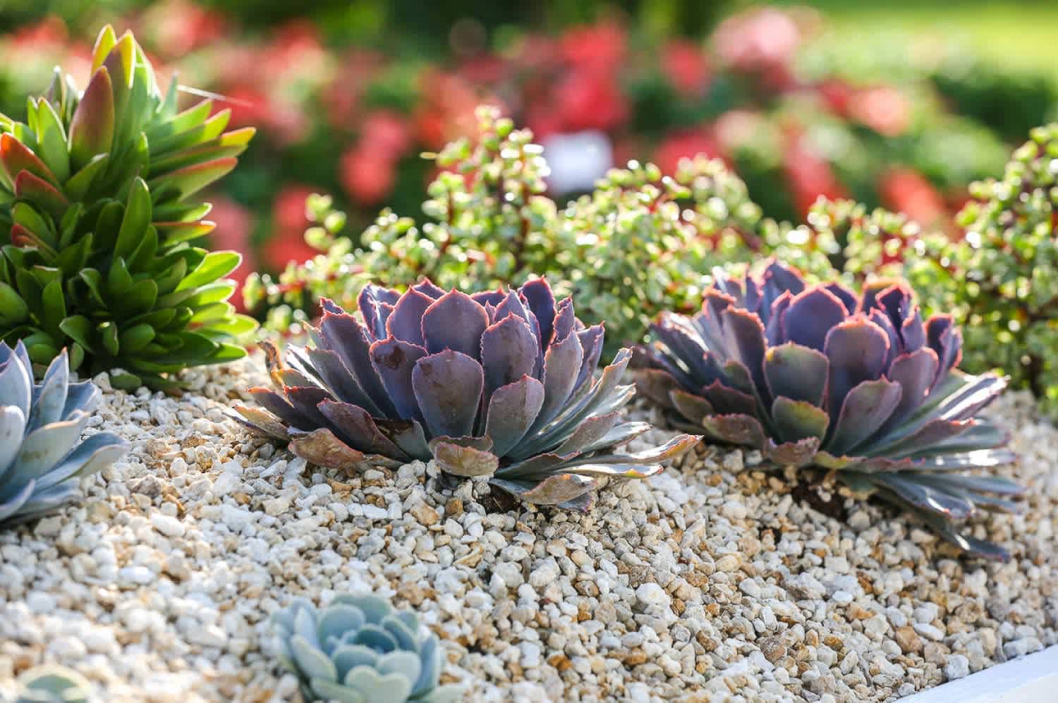 A garden with native plants