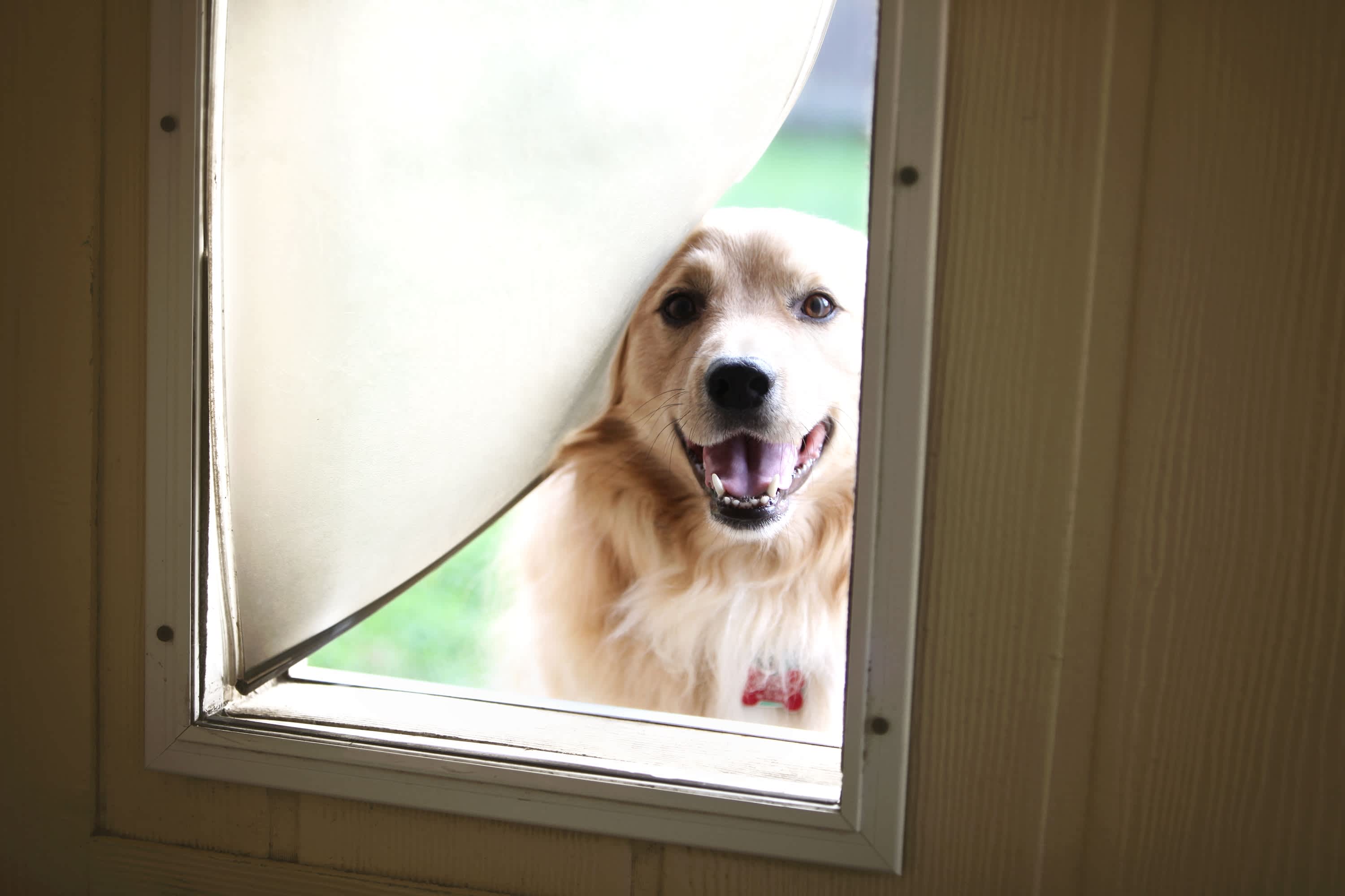 Golden retriever poking their head through a doggy door flap