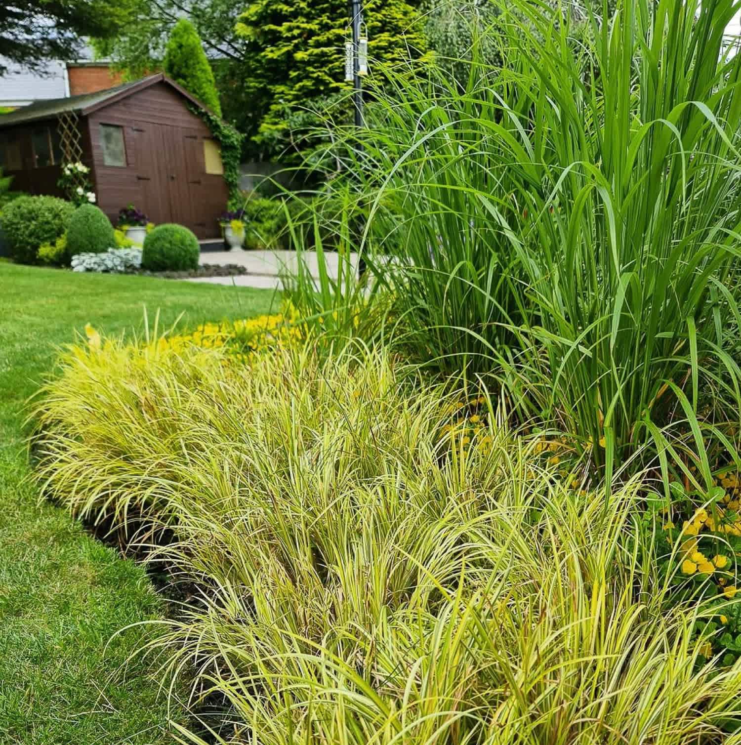 A garden with ornamental grasses