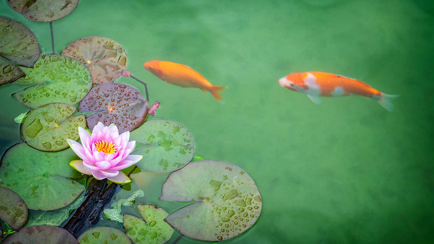 Pink water lily and koi fish in a pond