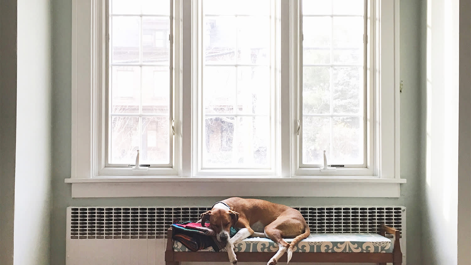 dog laying on bench near casement window