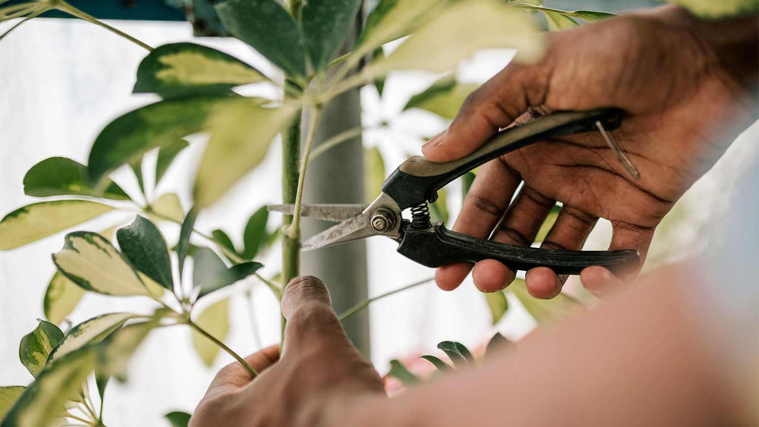 Pruning plant inside