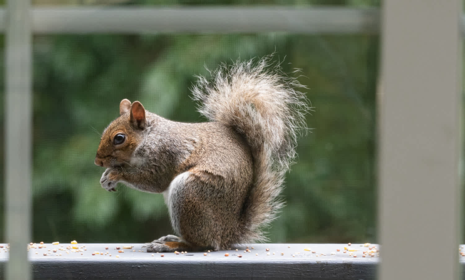 Squirrel eating nuts