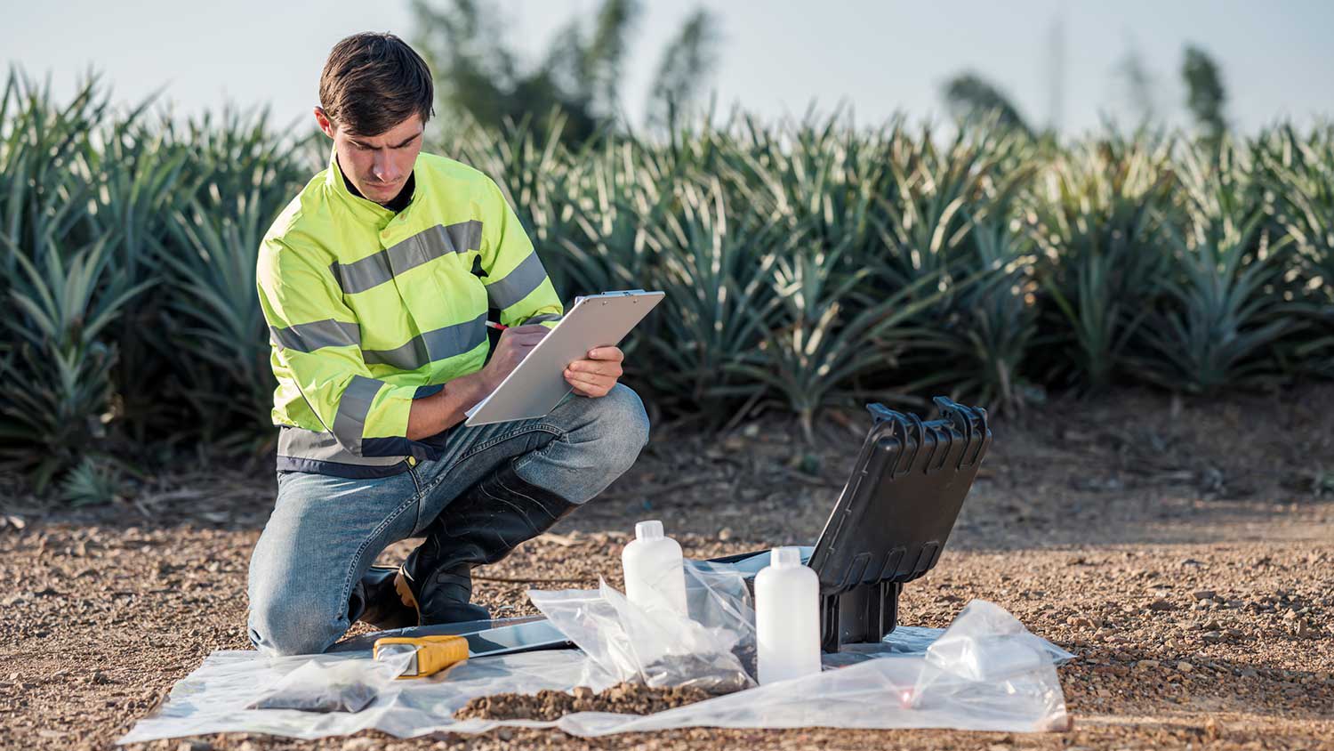 Biologist performing fertility test at pineapple fields
