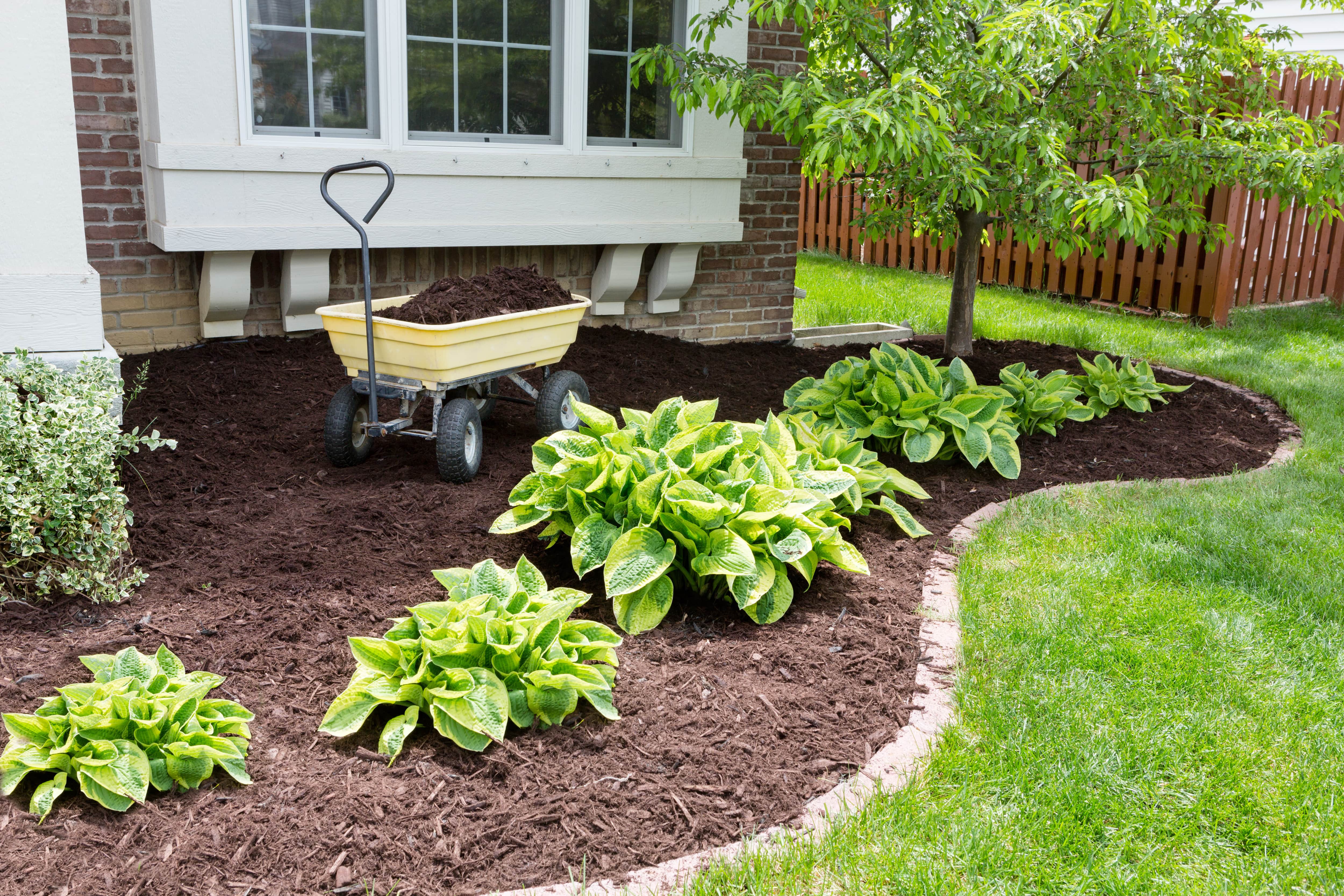 Green plants atop fresh mulch
