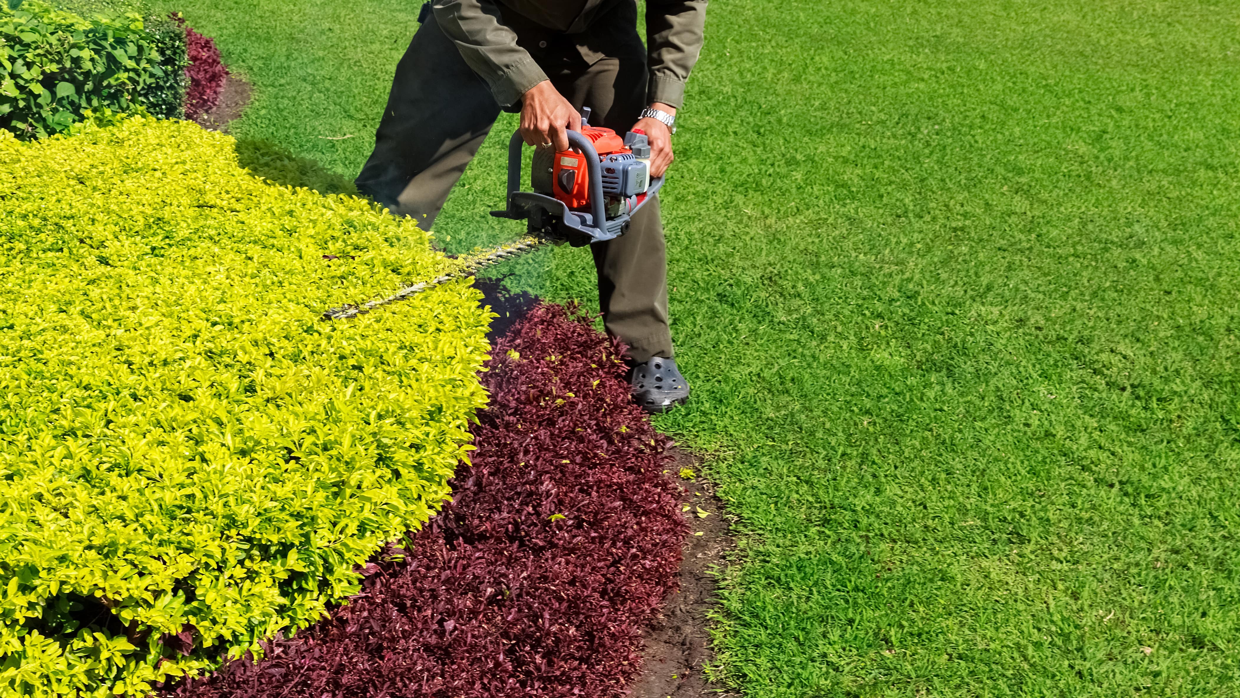 Man trimming shrubs with a hedge trimmer