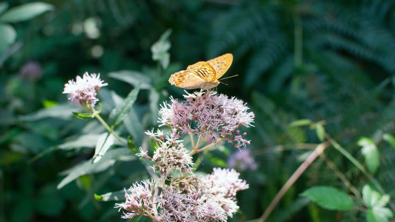 A close up of a butterfly on a purple flower