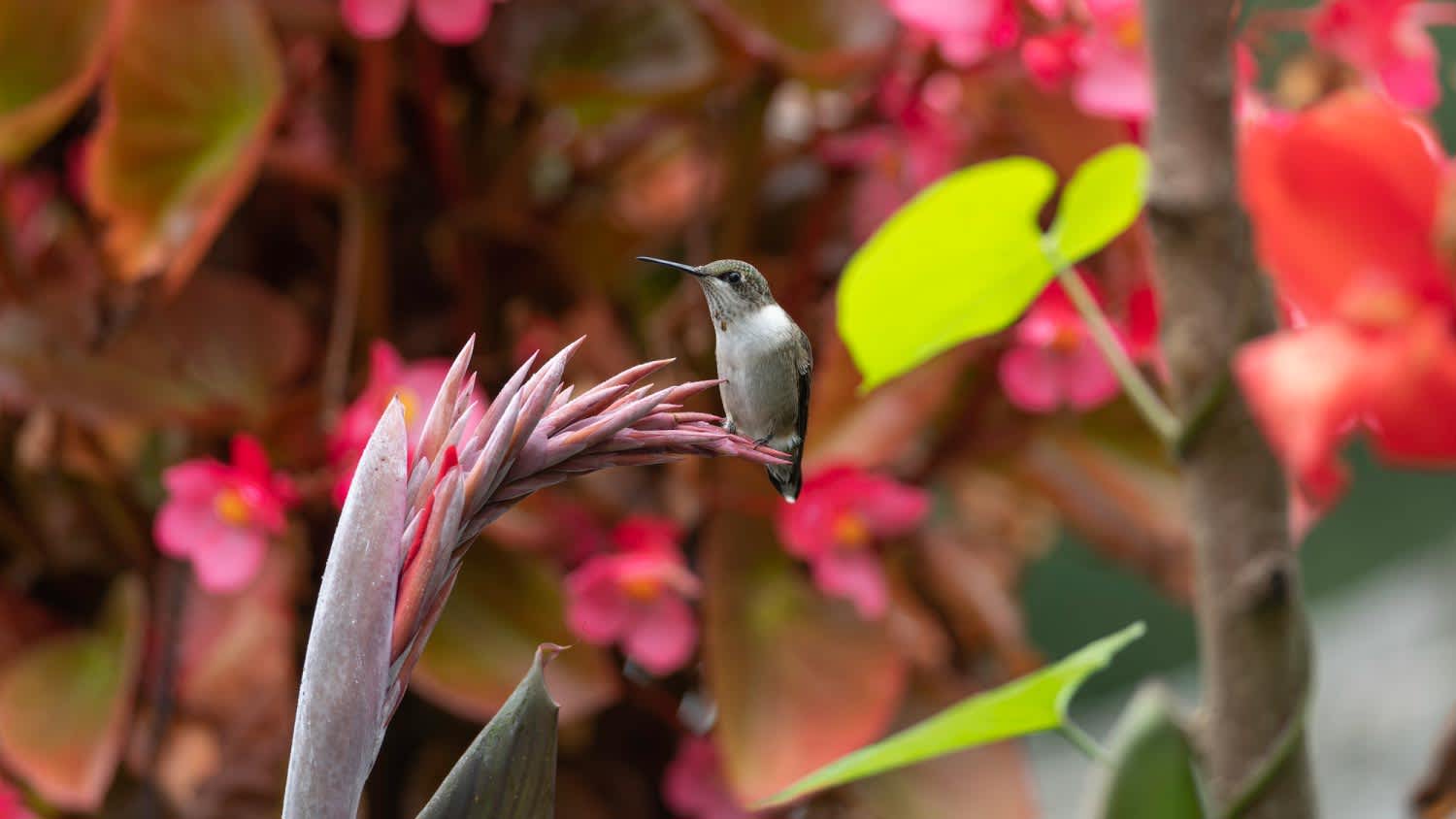 A close up of hummingbird perching on plant