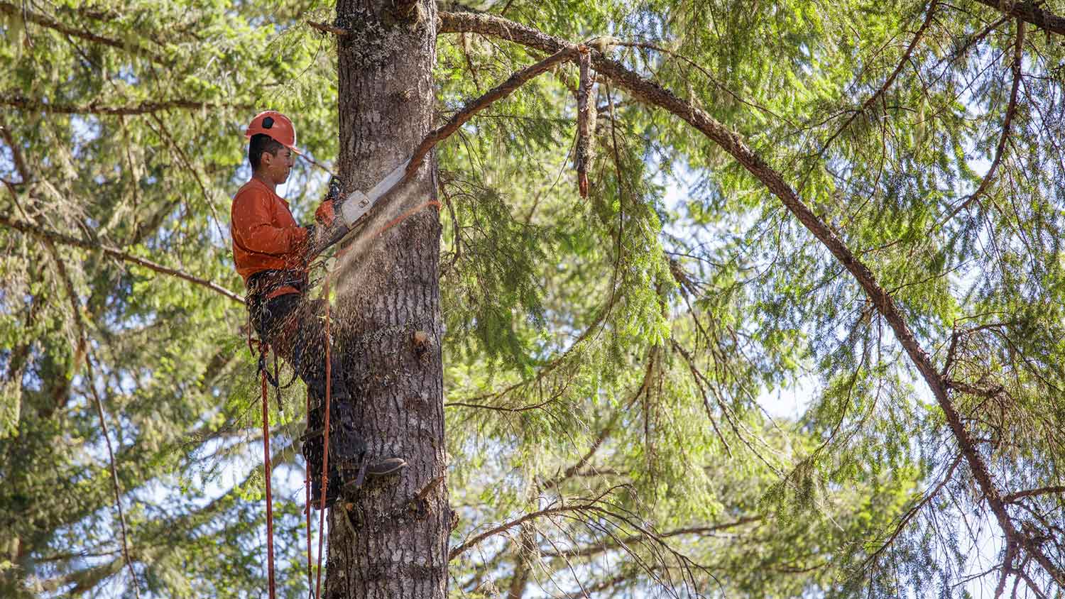 Arborist wearing safety harness cutting branches from tall tree