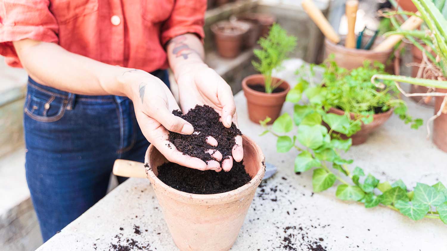 Closeup of a woman holding soil in her hands