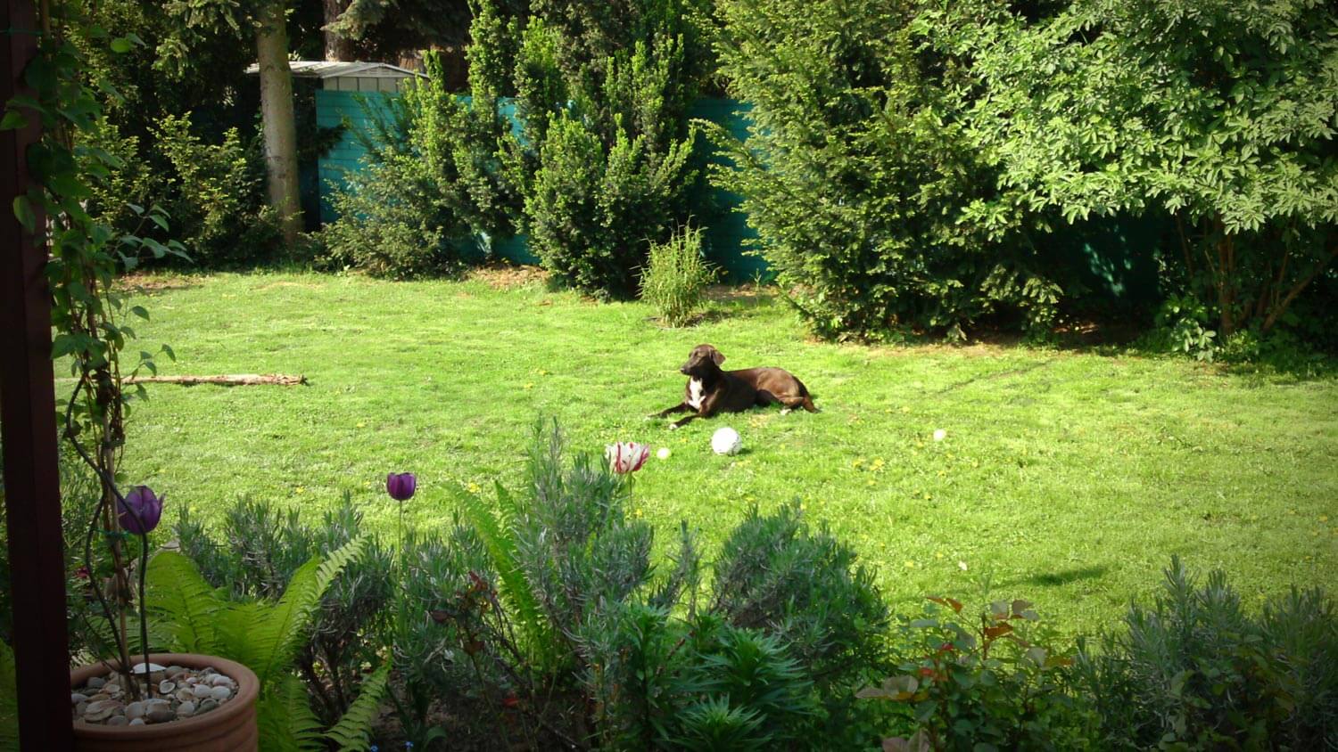 A dog resting on the grass in the backyard