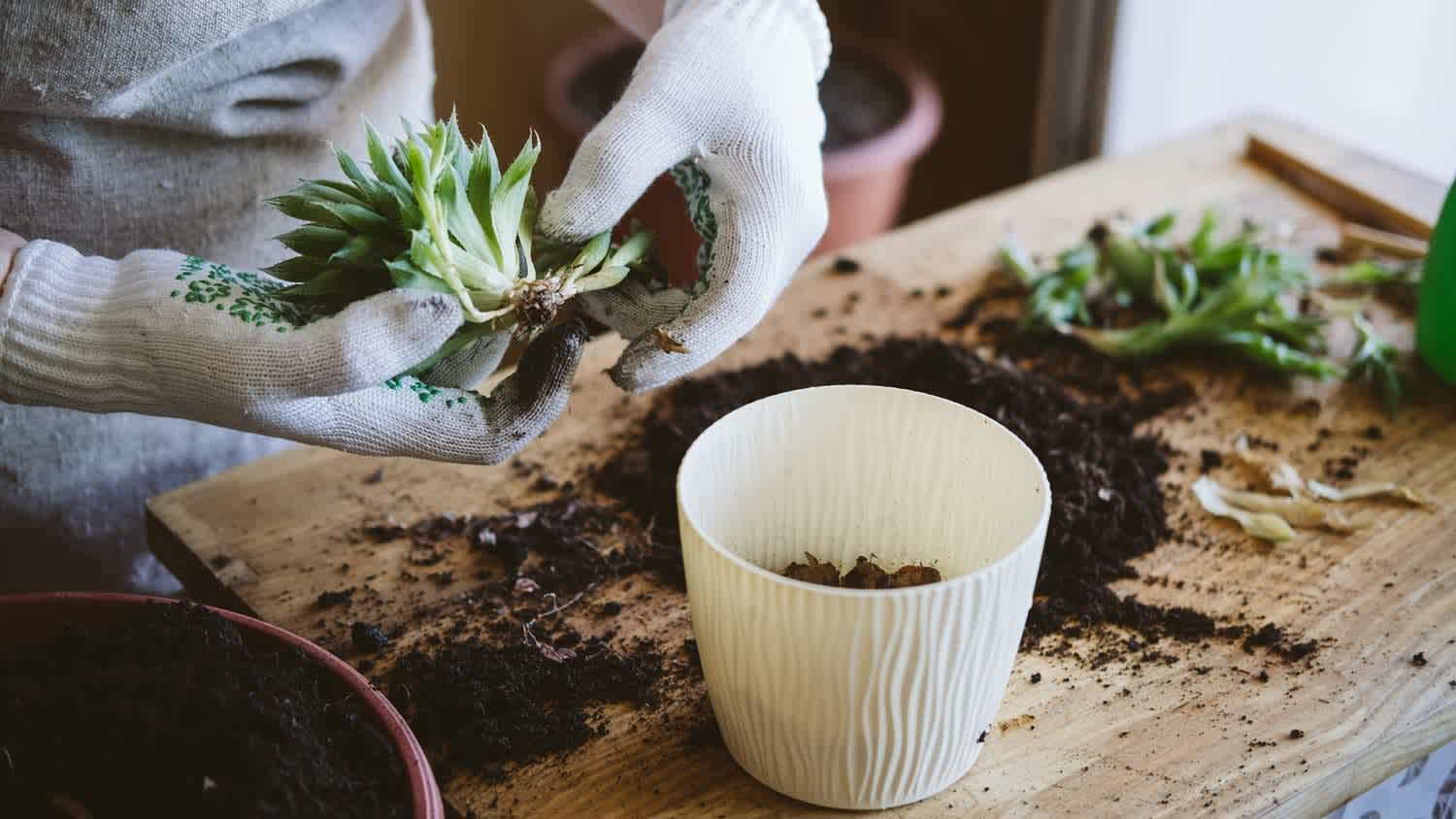Close-up of hands in gloves repotting a plant