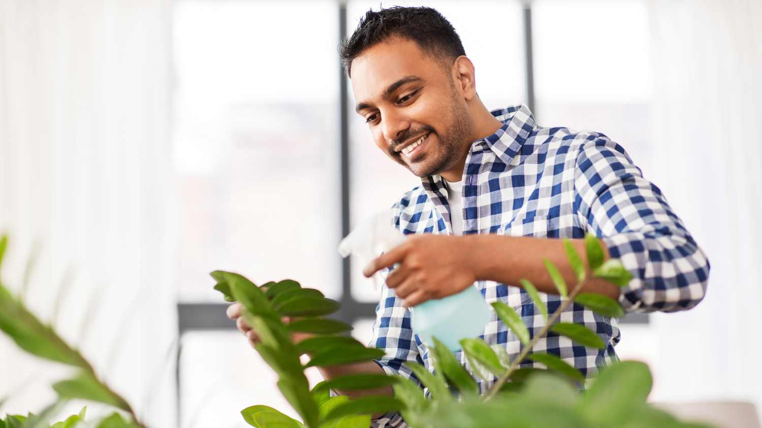 A man spraying the plant’s leaves