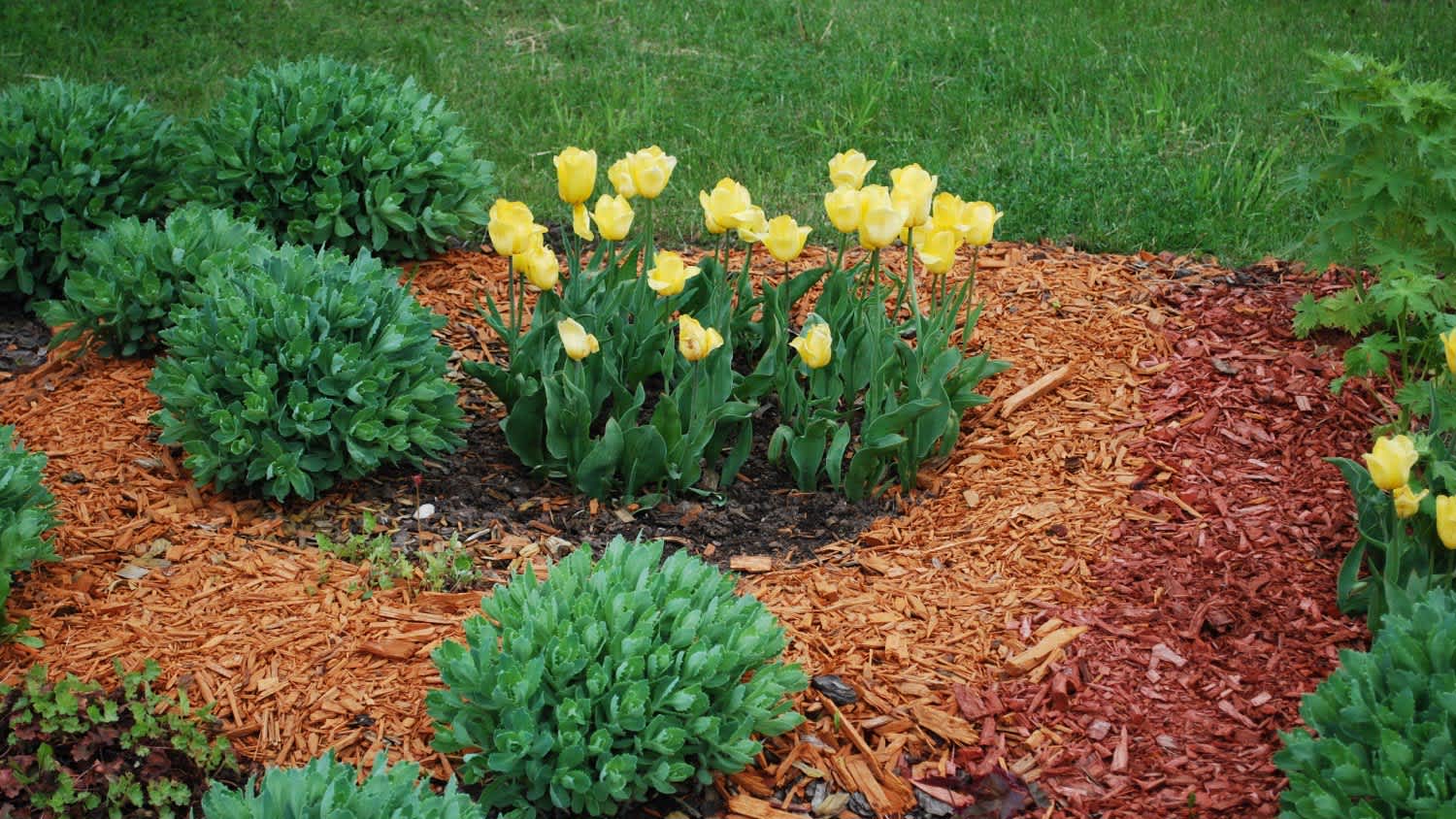 A garden with ornamental plants