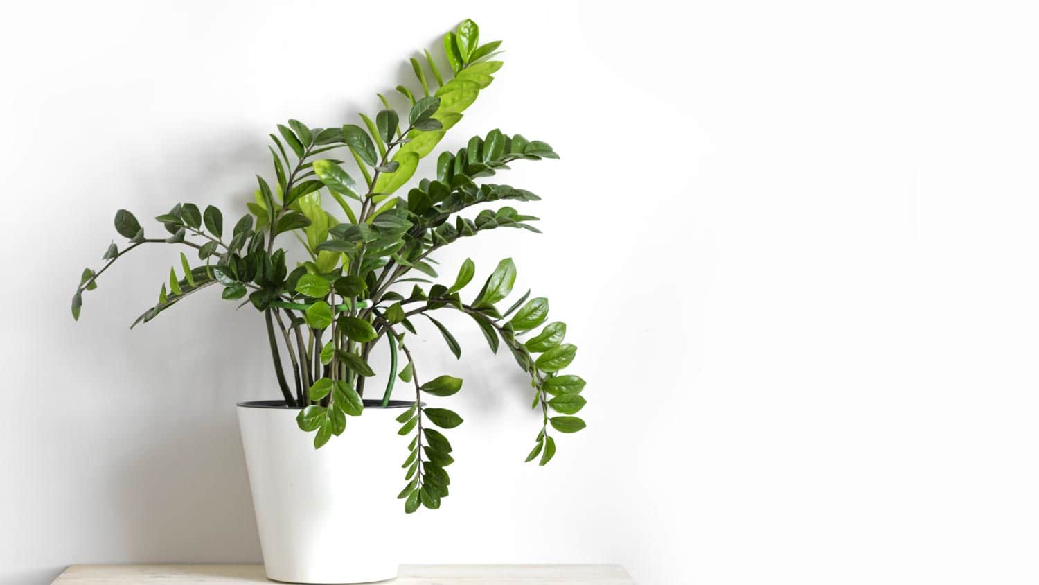 ZZ Plant