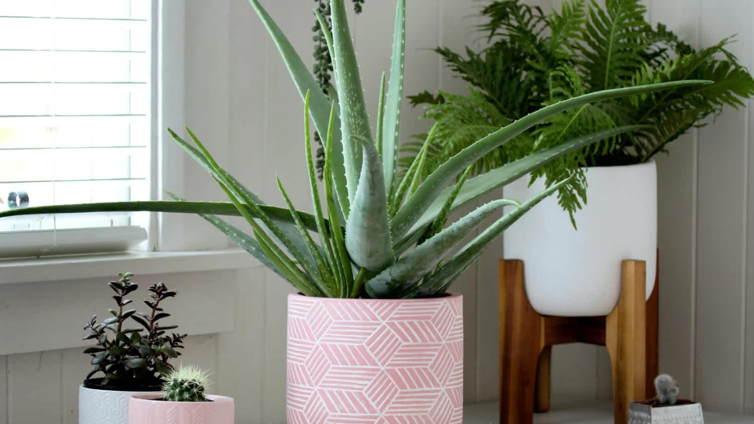 An indoor house potted plants