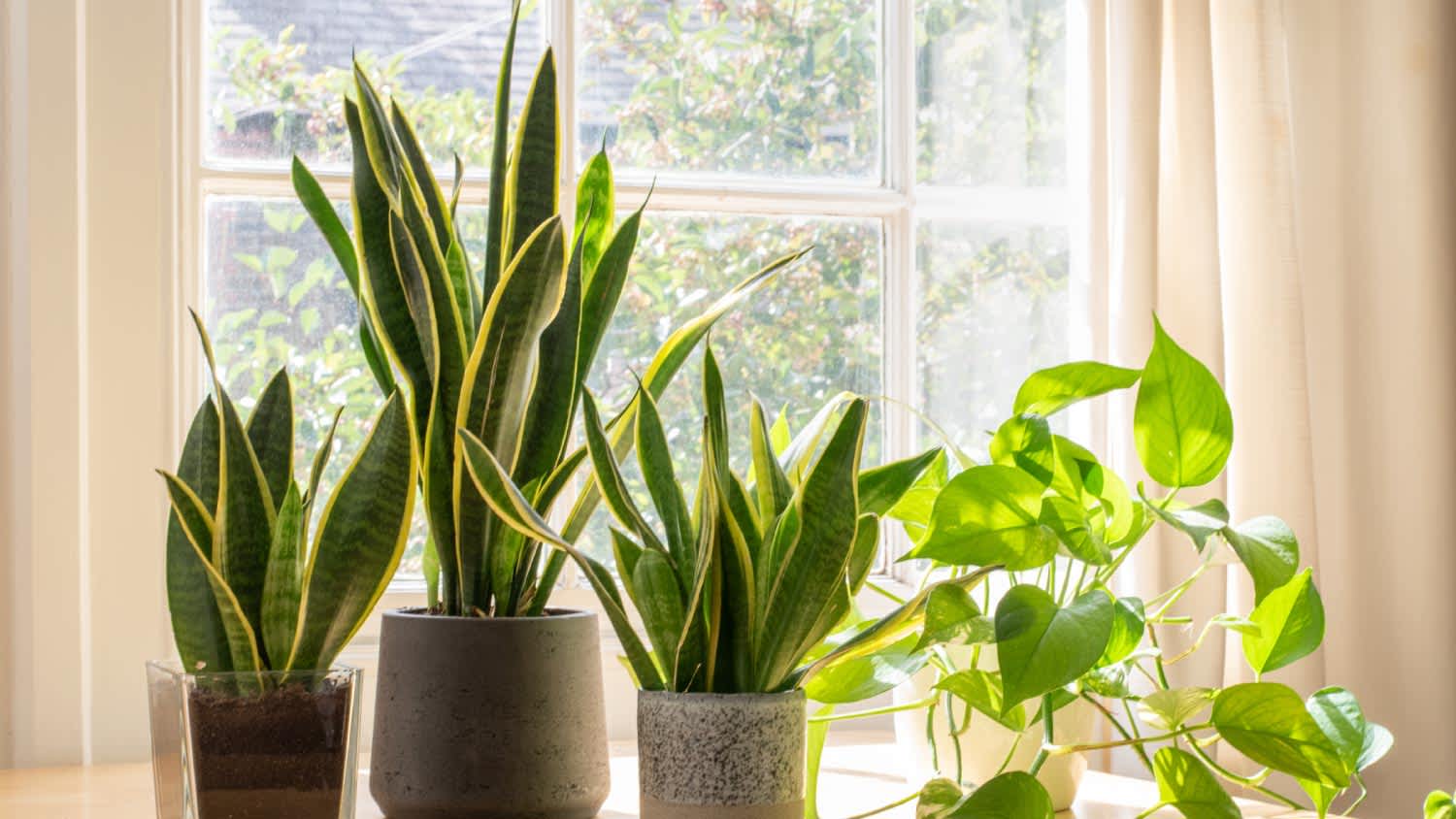 An indoor houseplants next to a window