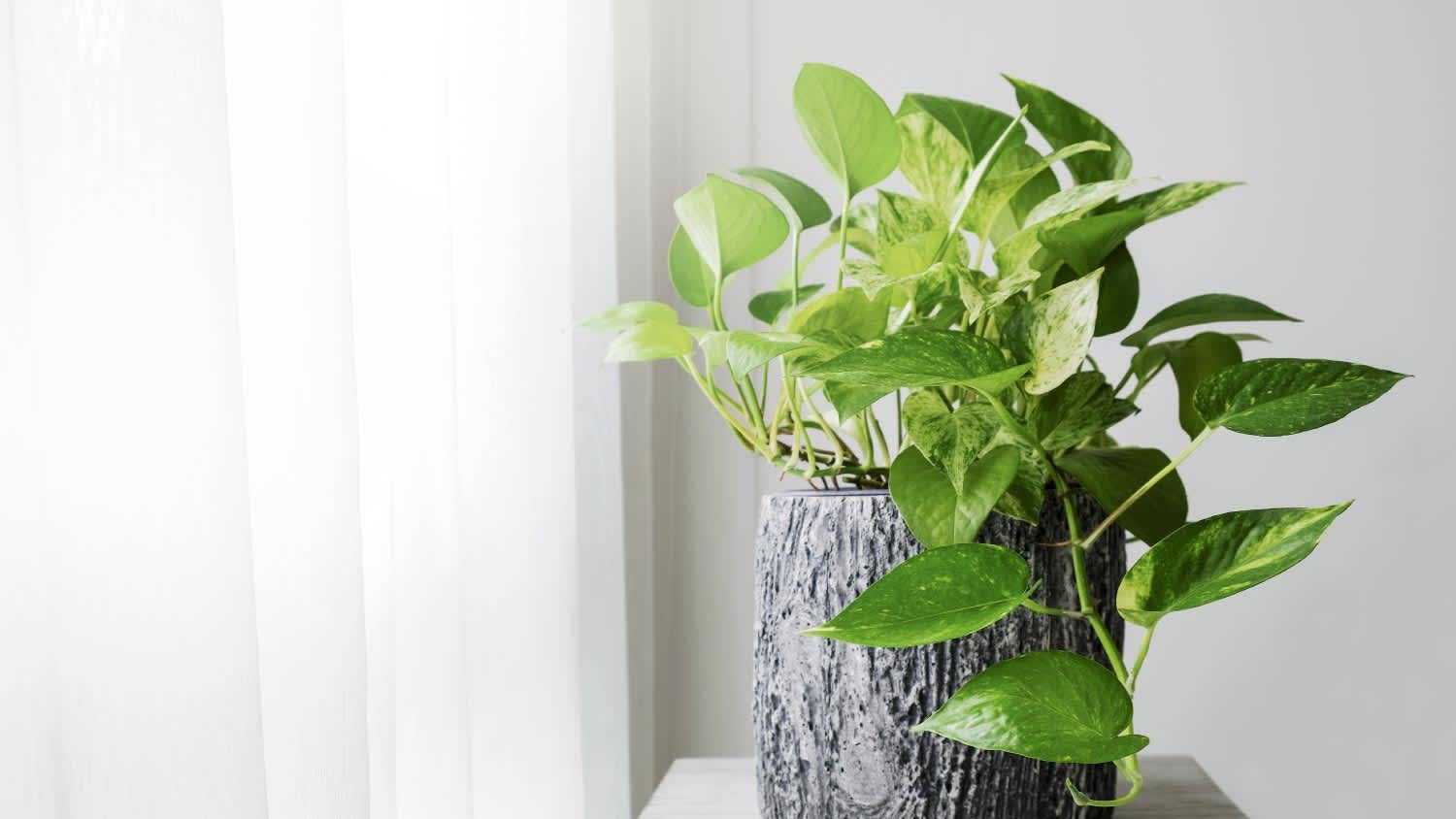 A golden pothos houseplant
